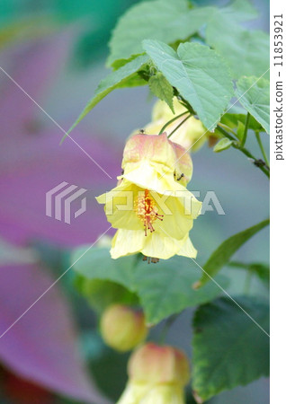 Abutilon (Tutu) Abutilon (Tutu) 11853921