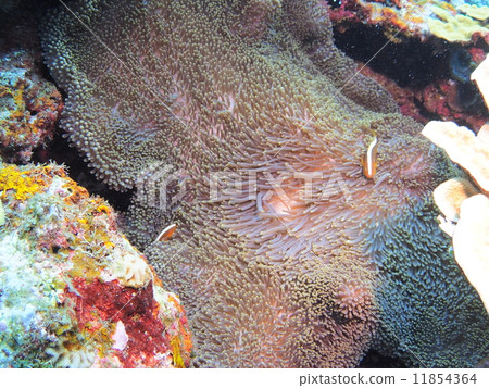 An anemone fish's hide and seed An anemone fish's hide and seed 11854364