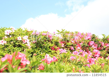 杜鵑花散步 杜鵑花散步 11854515