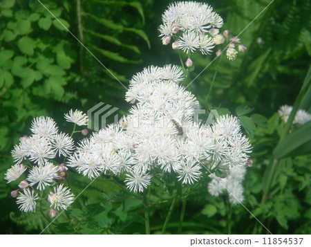 Karamatsu (Ozegahara Katashina village, Gunma prefecture) 11854537