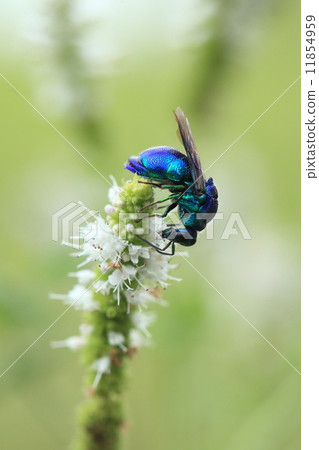 Living thing Insects bugs, near the body the whole body looks like armor ② Living thing Insects bugs, near the body the whole body looks like armor ② 11854959