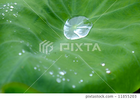 芋葉水滴 11855203