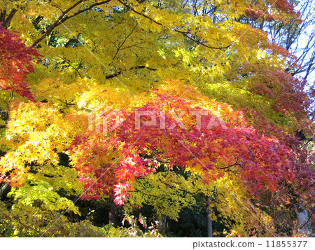 Autumn leaves 11855377