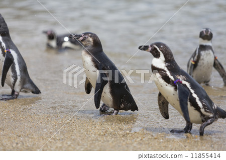 Humboldt penguin on the beach 11855414