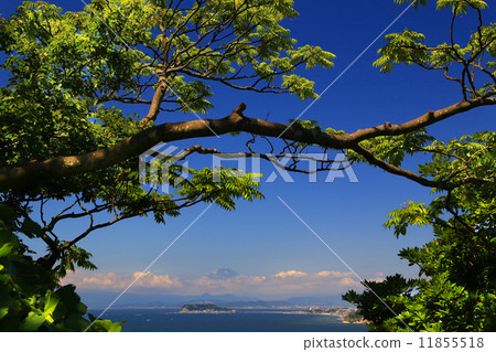 夏季富士和江之島 11855518