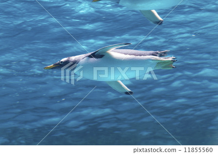 Gentoo penguin going underwater 11855560