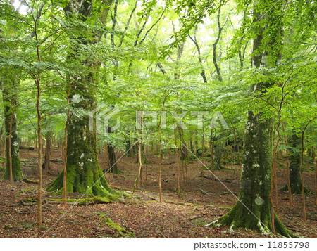 Beech and Himeishara no Mori Beech and Himeishara no Mori 11855798