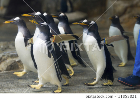 A group of Gentoo penguins A group of Gentoo penguins 11855821