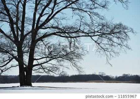 Harnile tree 11855967