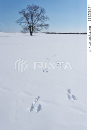 Footprints of rabbits and harne tree 11855974
