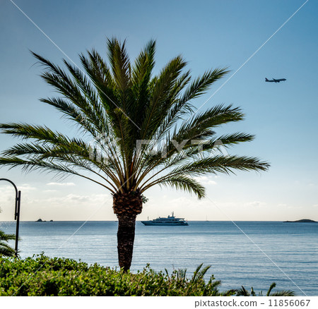 Palmtree over blue sea and sky background 11856067