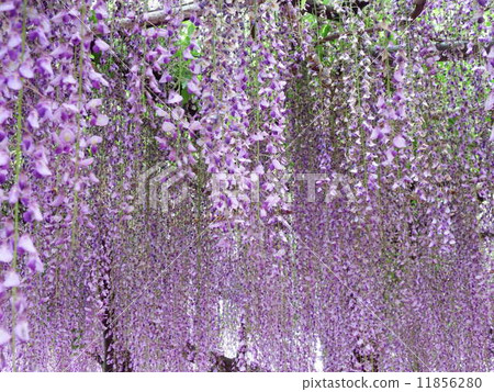 紫藤花盛開像雪落。 11856280