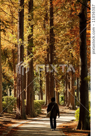 Maruyama Park 08 11856387