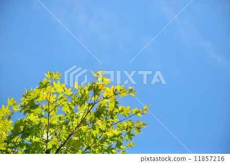 秋天著色 11857216