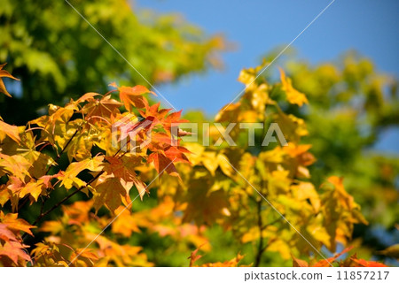 秋天著色 11857217