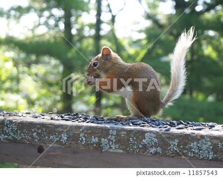 Squirre 11857543