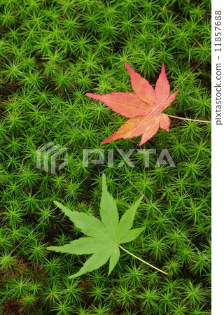 Moss and autumn leaves 11857688