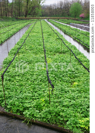  Daio Wasabi Farm 11858003
