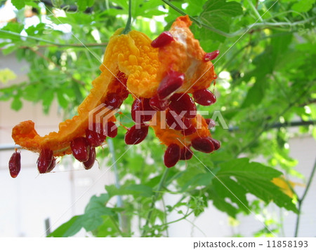 完全成熟 苦瓜 红色