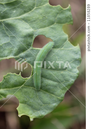 Larvae of the Montharostea that eat cabbage 01 Larvae of the Montharostea that eat cabbage 01 11858289