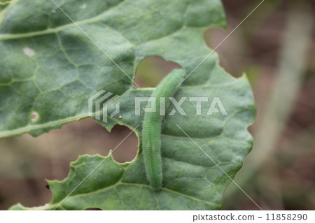 Larvae of monstrochus louse which damages cabbage 02 Larvae of monstrochus louse which damages cabbage 02 11858290