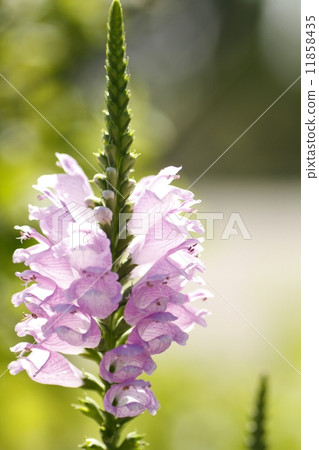 Fisostegia Fisostegia 11858435