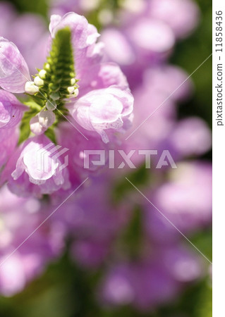 Fisostegia 11858436