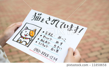 Search for a lost cat Search for a lost cat 11858658