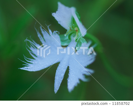 Sagisou被晨露弄濕了 11858702