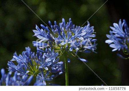 Agapanthus Agapanthus 11858776