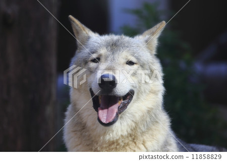 Shinlin Wolf 11858829