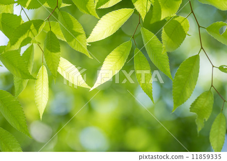 新鮮的綠色zelkova葉子 11859335