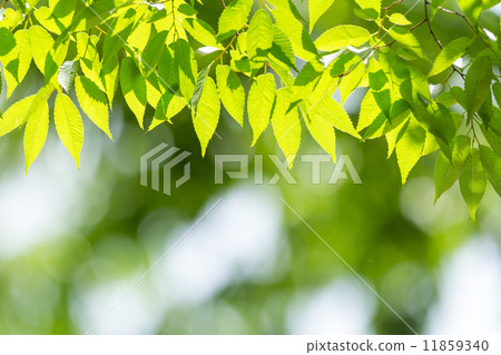 新鮮的綠色zelkova葉子 11859340