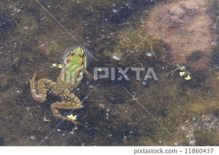 Green Frog poking its head out of the water. 11860437