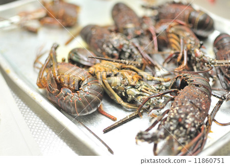 Shrimp Ise Shrimp Ise 11860751