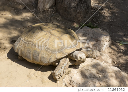 big turtle in the wild 11861032
