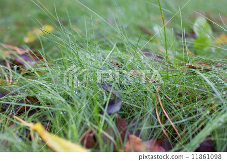 Autumn grass after rain 11861098
