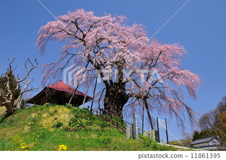 Fudo cherry blossoms 11861395