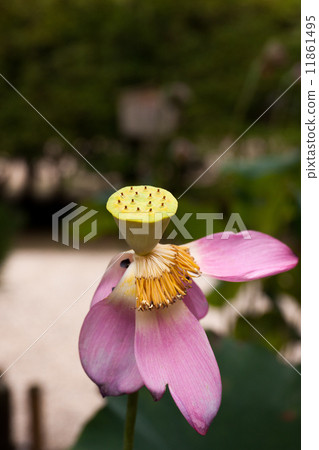 後樂園的蓮花 後樂園的蓮花 11861495