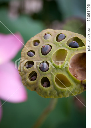 後樂園的蓮花 後樂園的蓮花 11861496