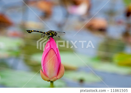 Lotus in Korakuen 11861505