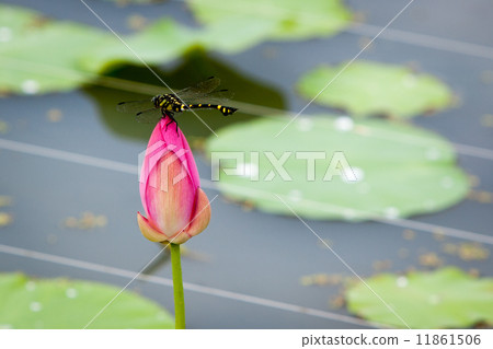 Lotus in Korakuen 11861506