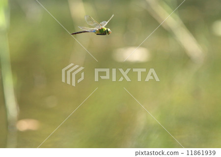 Living insects Ginyangma, Patrol of territorial ponds ② 11861939