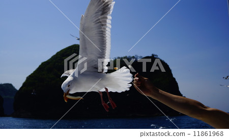 Seagull Seagull 11861968