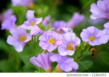 Million bell Million bell 11862053