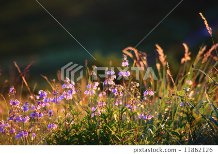 草甸的黎明 11862126