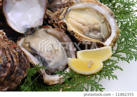 岩石岩石 11862355