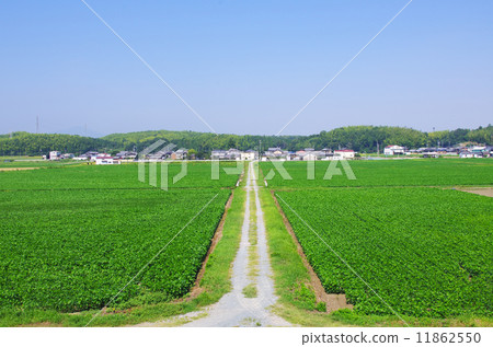 郊區大豆田 11862550