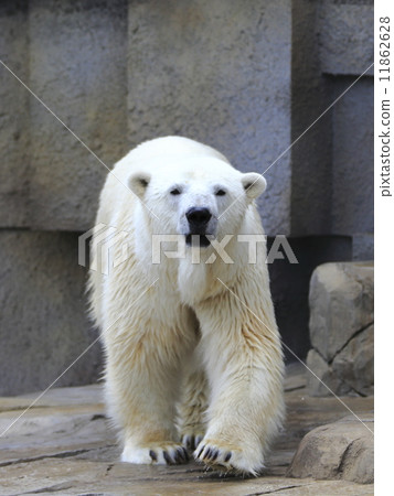 Polar bears Polar bears 11862628
