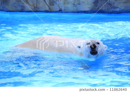 Polar bears 11862640